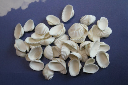 CRAFTING SEASHELLS, WHITE ARKS, Mirror Embellishments Beach Decor, Coastal Wedding Supply, Bath Decor, SS-502