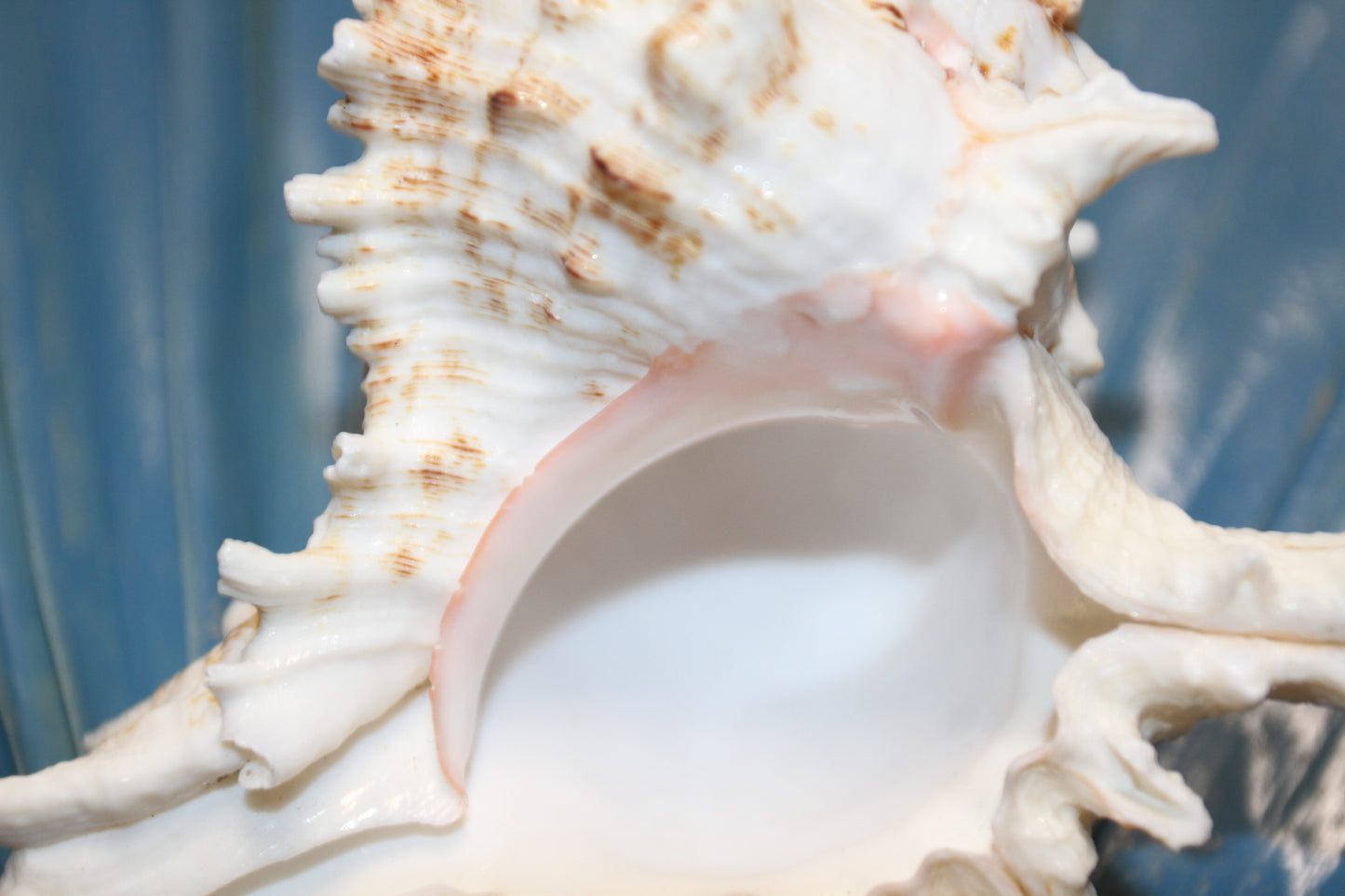 MUREX RAMOSUS,Large Collectible Seashells,All Occasion Gifts,,Beach Decor,Coastl Bath Decor,Wedding Decor,Seashell Home Decor,SS-472 (Copy)