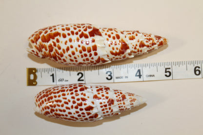 2 - Mitra Papalis Seashells, Beach Decor, Craft Supply 3-4 inch, Collcetibles,SS-200