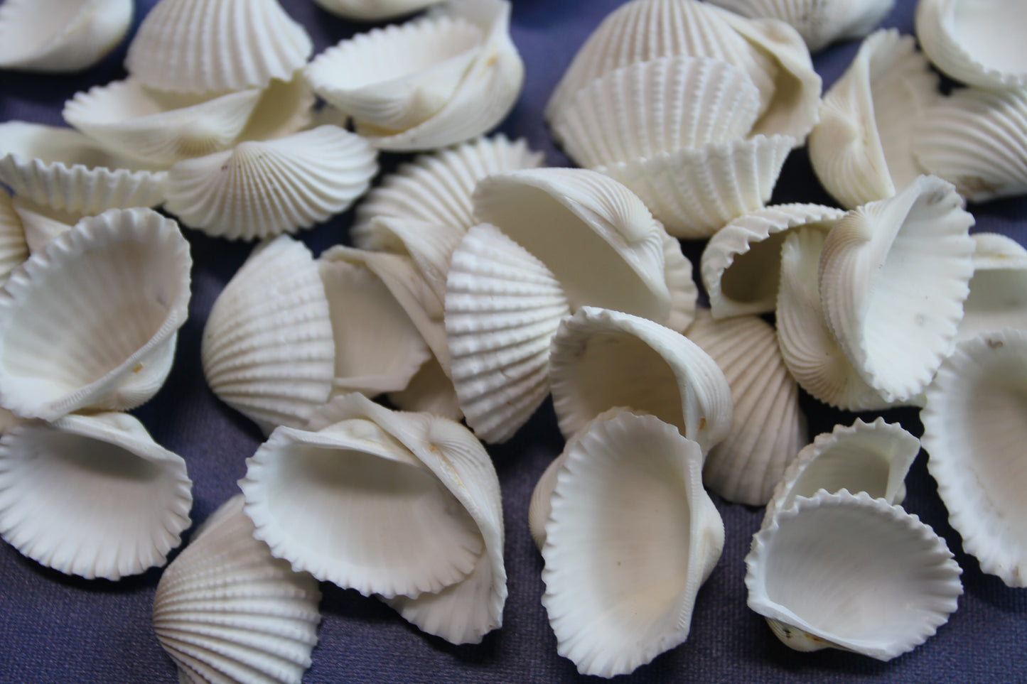 CRAFTING SEASHELLS, WHITE ARKS, Mirror Embellishments Beach Decor, Coastal Wedding Supply, Bath Decor, SS-502