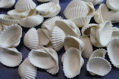 CRAFTING SEASHELLS, WHITE ARKS, Mirror Embellishments Beach Decor, Coastal Wedding Supply, Bath Decor, SS-502