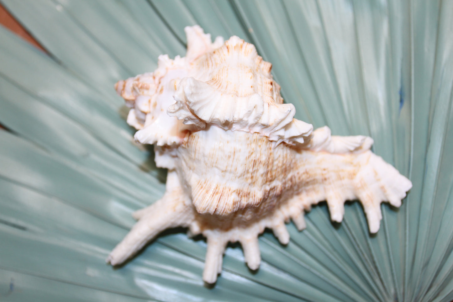 MUREX RAMOSUS,Large Collectible Seashells,All Occasion Gifts,,Beach Decor,Coastl Bath Decor,Wedding Decor,Seashell Home Decor,SS-472