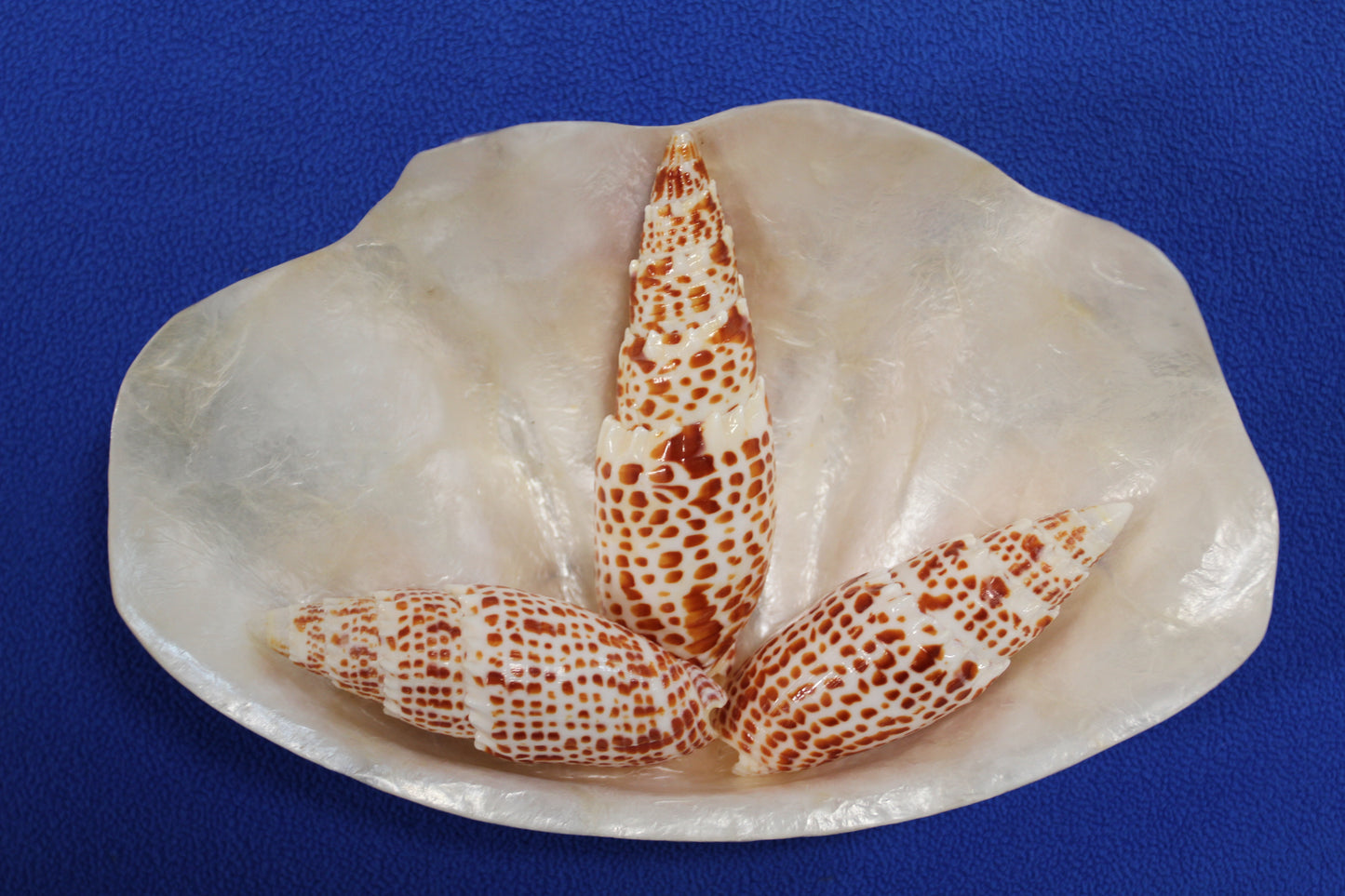 2 - Mitra Papalis Seashells, Beach Decor, Craft Supply 3-4 inch, Collcetibles,SS-200