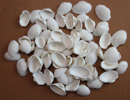 CRAFTING SEASHELLS, WHITE ARKS, Mirror Embellishments Beach Decor, Coastal Wedding Supply, Bath Decor, SS-502