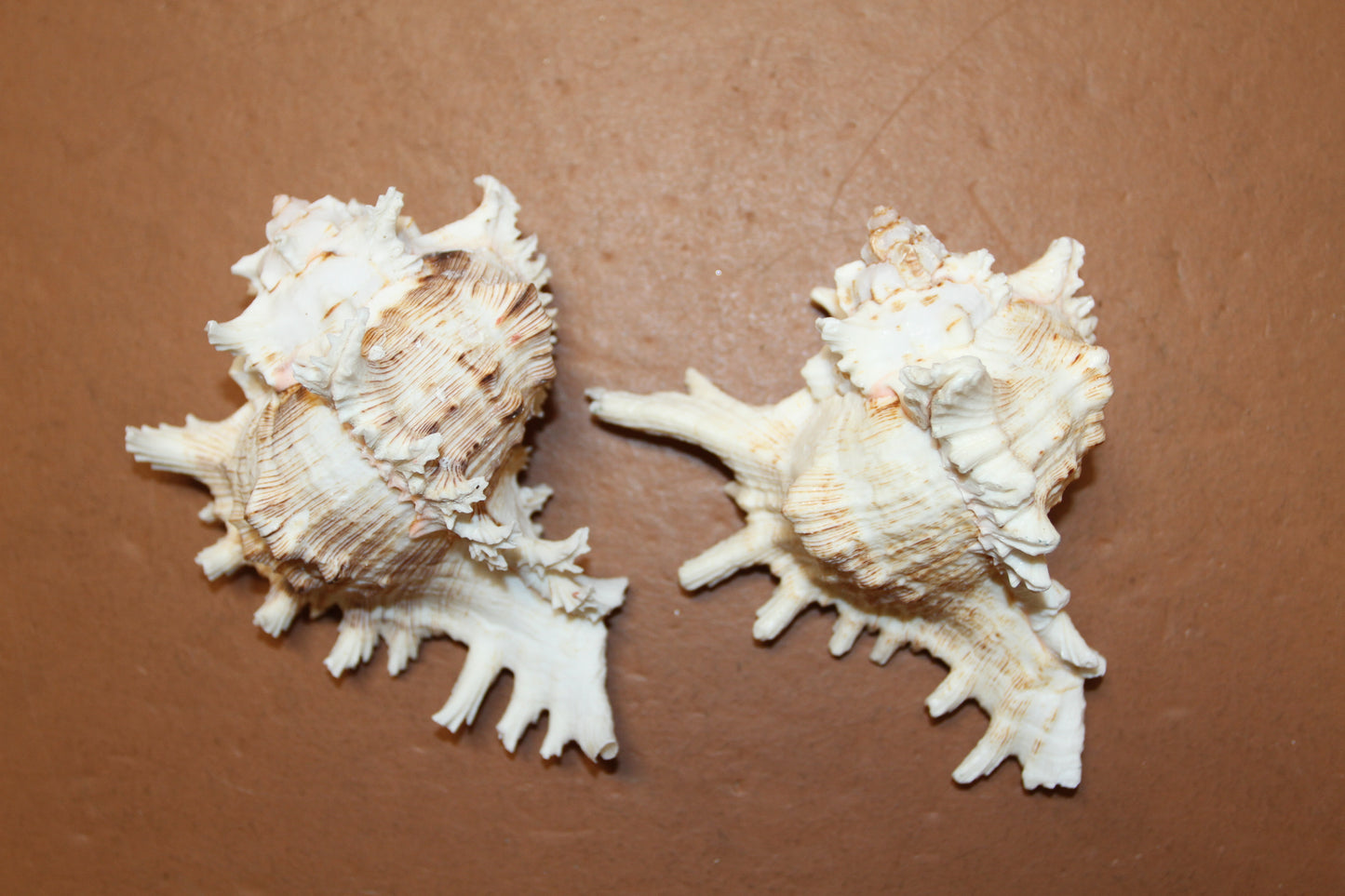 MUREX RAMOSUS,Large Collectible Seashells,All Occasion Gifts,,Beach Decor,Coastl Bath Decor,Wedding Decor,Seashell Home Decor,SS-472 (Copy)