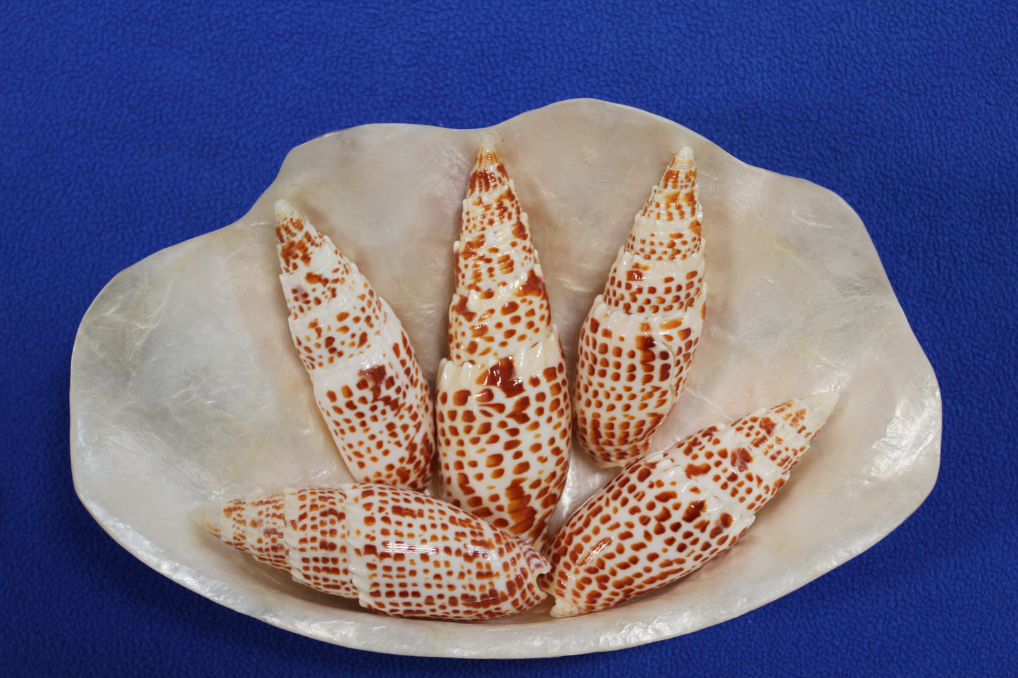 2 - Mitra Papalis Seashells, Beach Decor, Craft Supply 3-4 inch, Collcetibles,SS-200