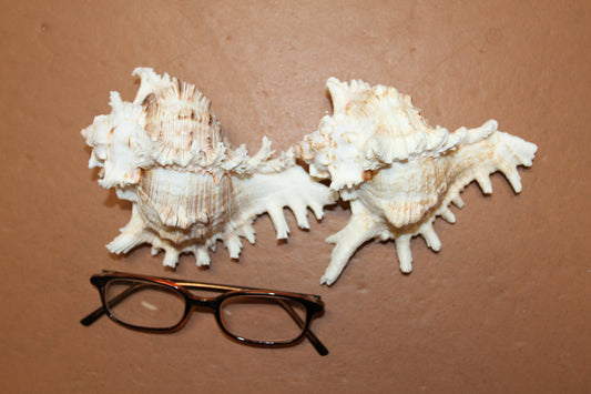 MUREX RAMOSUS,Large Collectible Seashells,All Occasion Gifts,,Beach Decor,Coastl Bath Decor,Wedding Decor,Seashell Home Decor,SS-472 (Copy)
