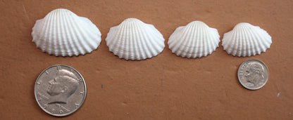 CRAFTING SEASHELLS, WHITE ARKS, Mirror Embellishments Beach Decor, Coastal Wedding Supply, Bath Decor, SS-502