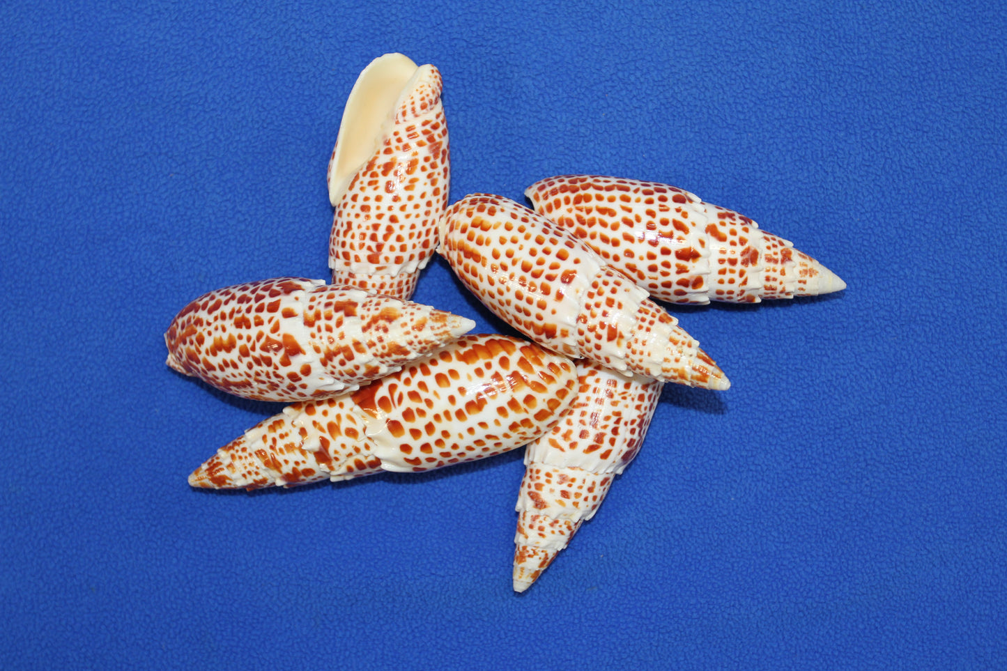 2 - Mitra Papalis Seashells, Beach Decor, Craft Supply 3-4 inch, Collcetibles,SS-200
