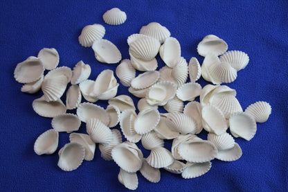 CRAFTING SEASHELLS, WHITE ARKS, Mirror Embellishments Beach Decor, Coastal Wedding Supply, Bath Decor, SS-502