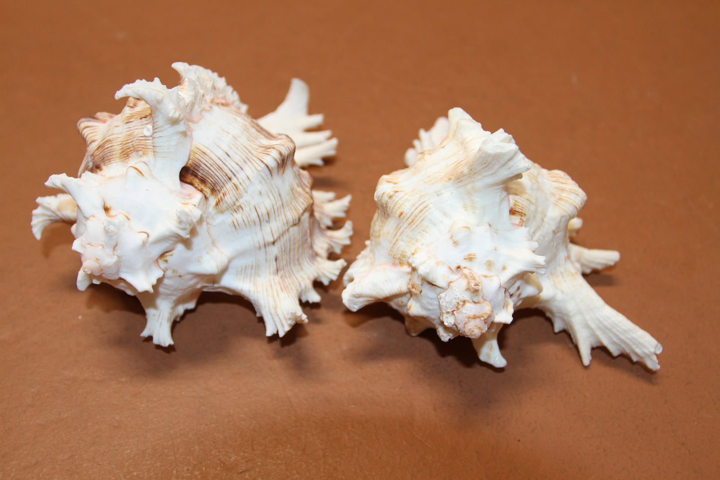 MUREX RAMOSUS,Large Collectible Seashells,All Occasion Gifts,,Beach Decor,Coastl Bath Decor,Wedding Decor,Seashell Home Decor,SS-472