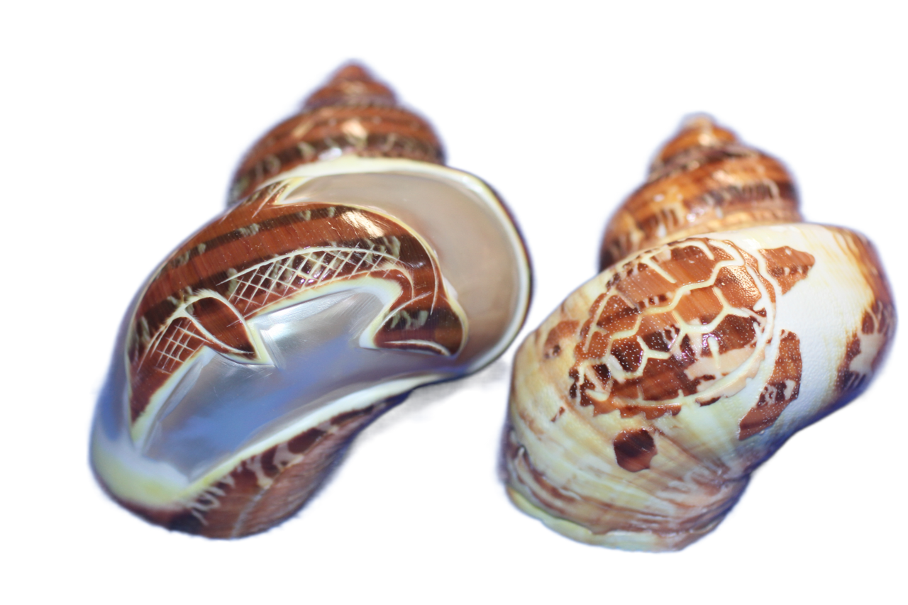 Carved Petholatus - Two artistically carved seashells ~ sea turtle and dolphin.  3" inch plus long and pearled interior. Lovely gift! SS-334