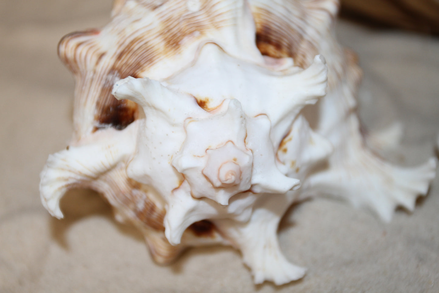 MUREX RAMOSUS,Large Collectible Seashells,All Occasion Gifts,,Beach Decor,Coastl Bath Decor,Wedding Decor,Seashell Home Decor,SS-472