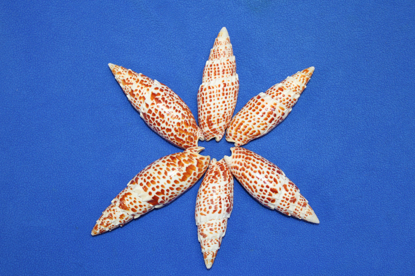 2 - Mitra Papalis Seashells, Beach Decor, Craft Supply 3-4 inch, Collcetibles,SS-200
