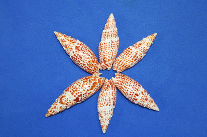 2 - Mitra Papalis Seashells, Beach Decor, Craft Supply 3-4 inch, Collcetibles,SS-200