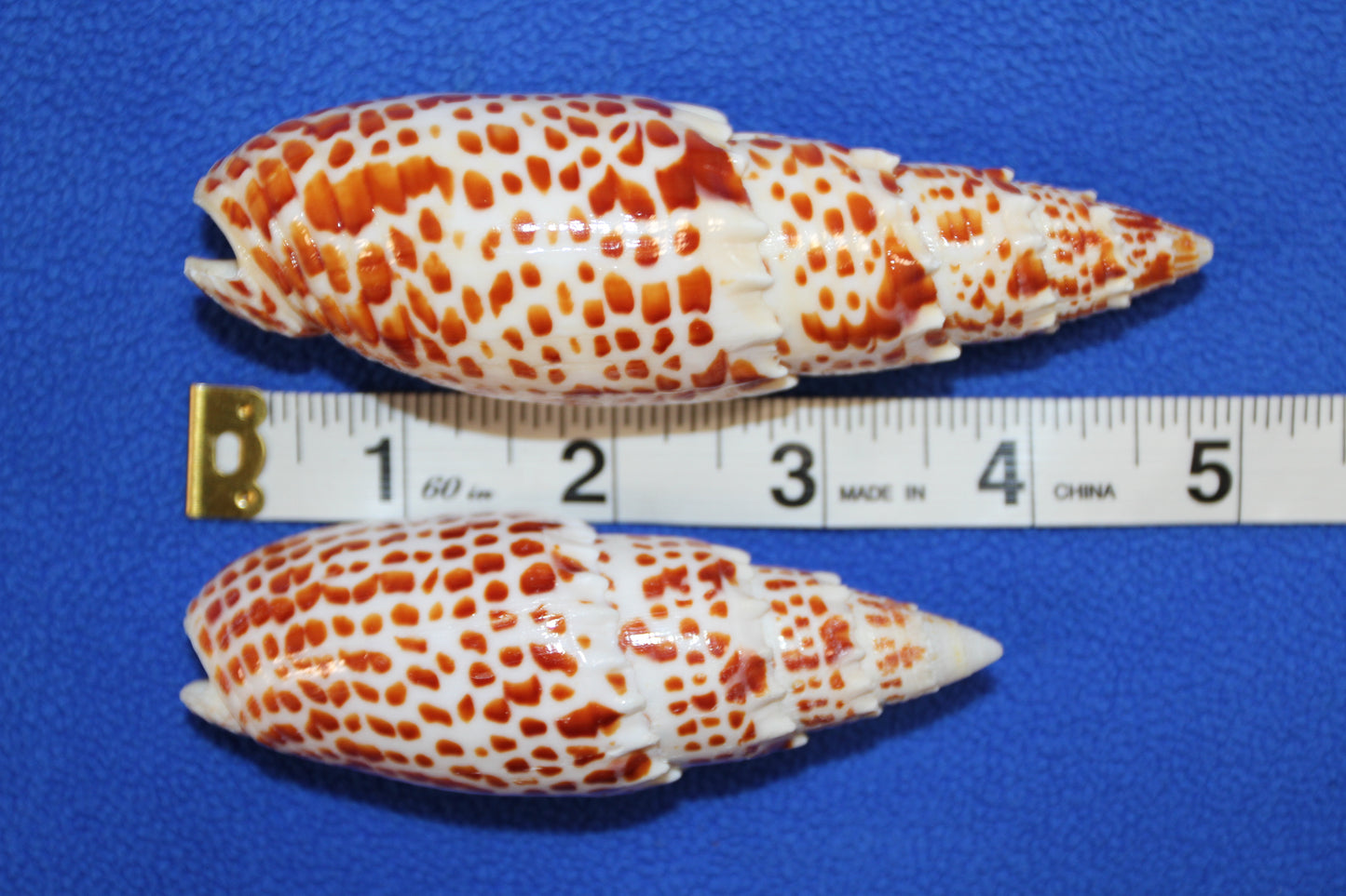 2 - Mitra Papalis Seashells, Beach Decor, Craft Supply 3-4 inch, Collcetibles,SS-200