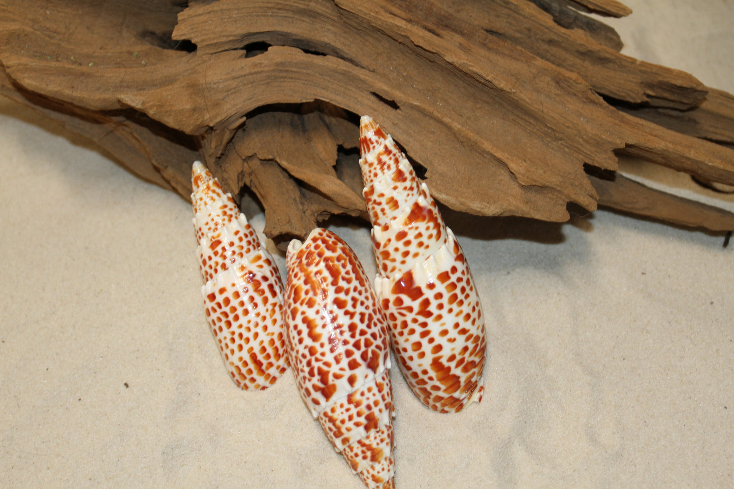 2 - Mitra Papalis Seashells, Beach Decor, Craft Supply 3-4 inch, Collcetibles,SS-200