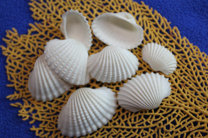 CRAFTING SEASHELLS, WHITE ARKS, Mirror Embellishments Beach Decor, Coastal Wedding Supply, Bath Decor, SS-502