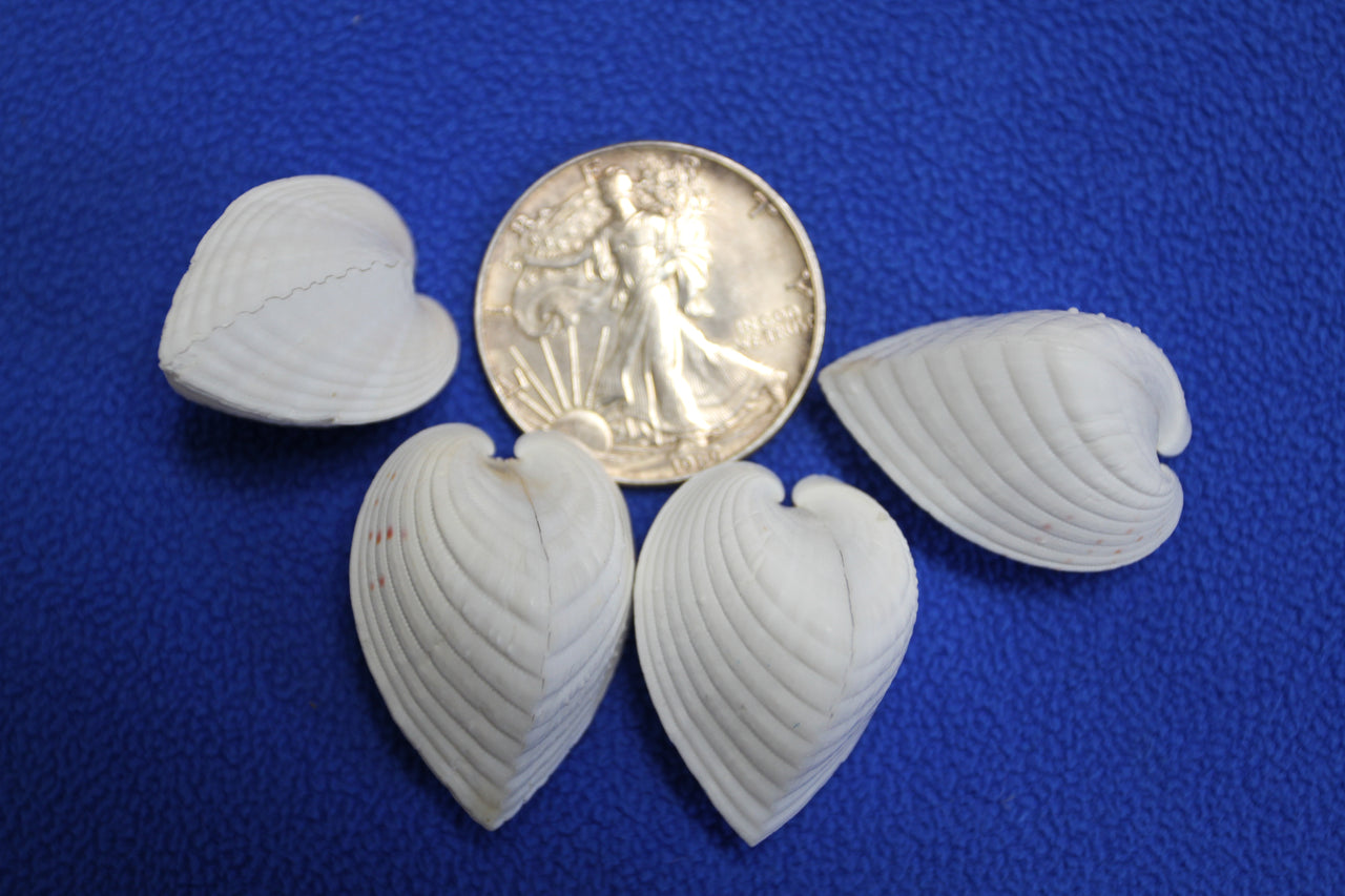 Cardium fragum, White, heart-shaped shell used for shell artistry and design. A favorite for weddings, florists, ornament makers and more! SS-318