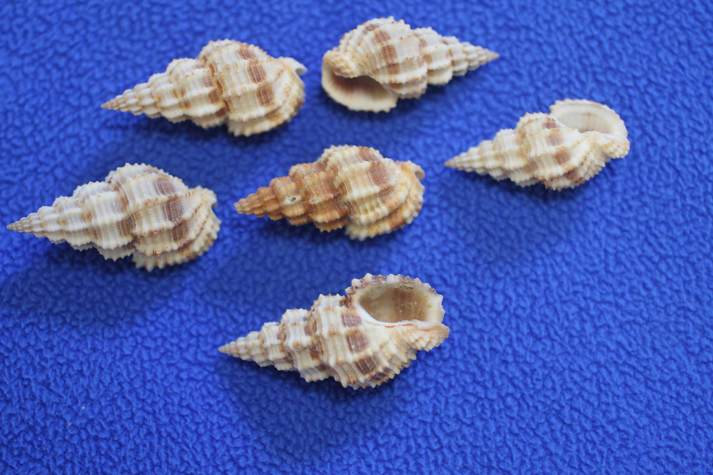 PHOS SENTICOSUS Craft Seashells, Beach Art, Hair Accessory, Mosaics, Candle Embeds, All Occasion Gifts SS-139