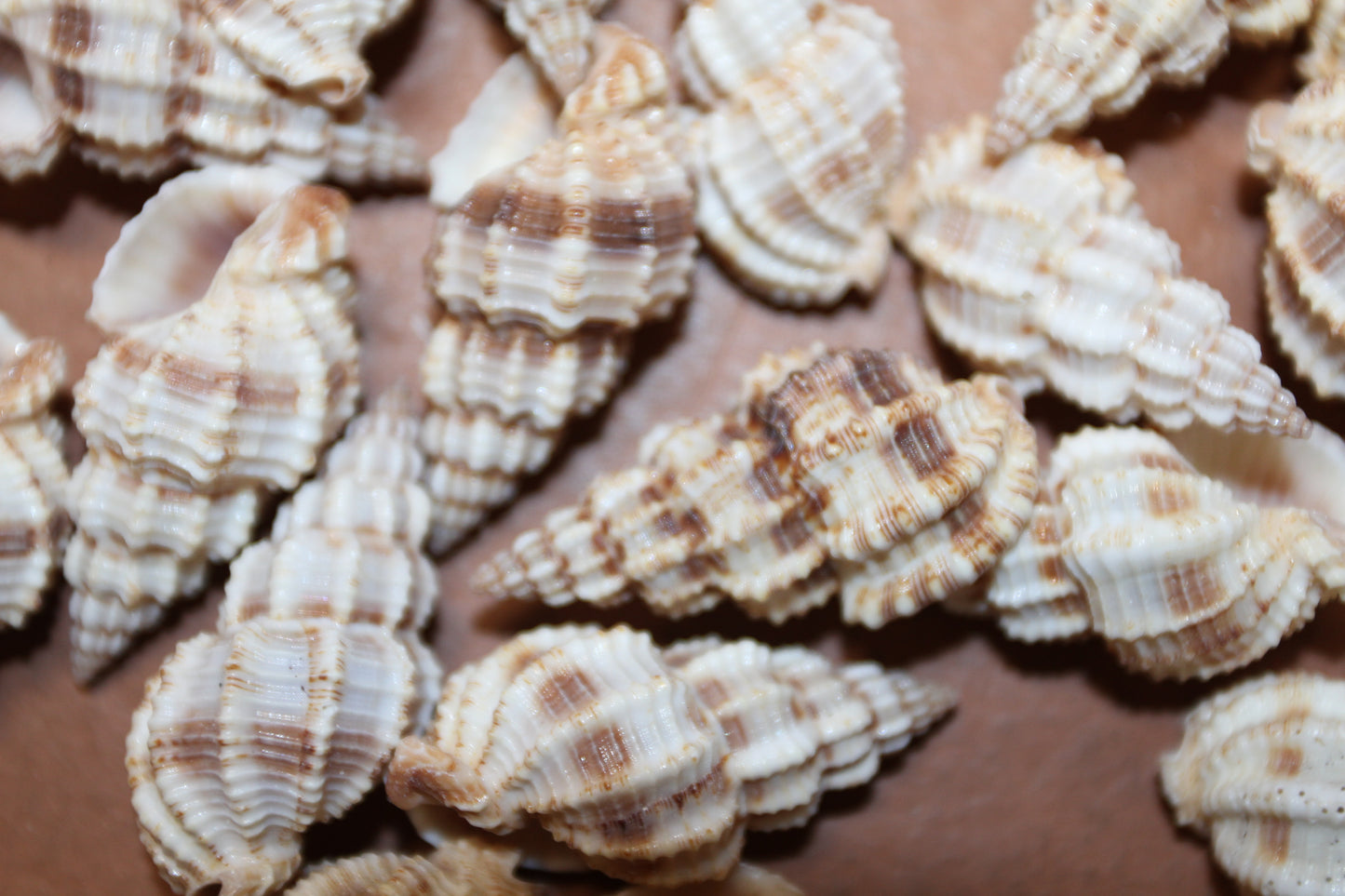PHOS SENTICOSUS Craft Seashells, Beach Art, Hair Accessory, Mosaics, Candle Embeds, All Occasion Gifts SS-139