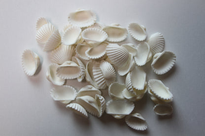 CRAFTING SEASHELLS, WHITE ARKS, Mirror Embellishments Beach Decor, Coastal Wedding Supply, Bath Decor, SS-502