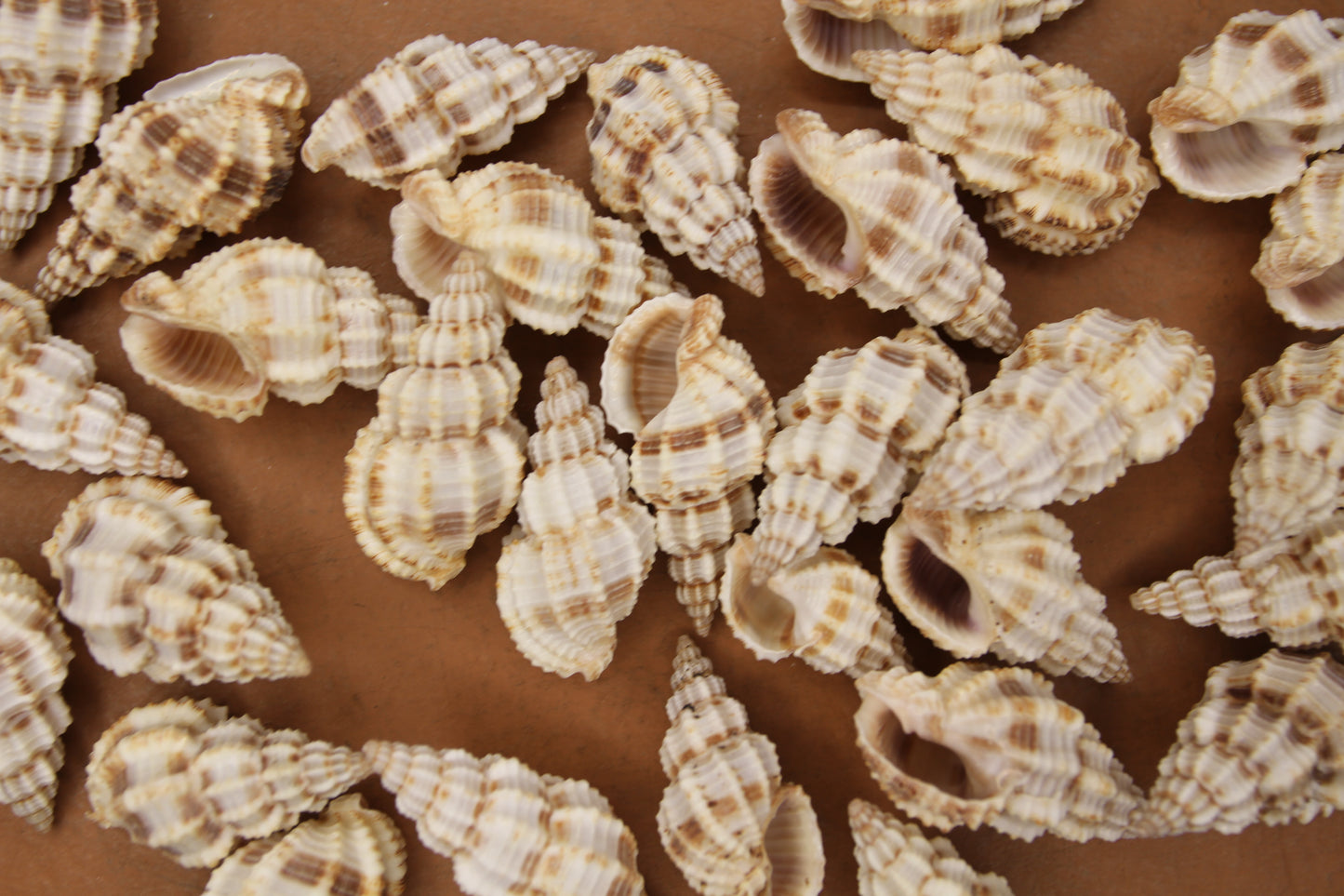 PHOS SENTICOSUS Craft Seashells, Beach Art, Hair Accessory, Mosaics, Candle Embeds, All Occasion Gifts SS-139