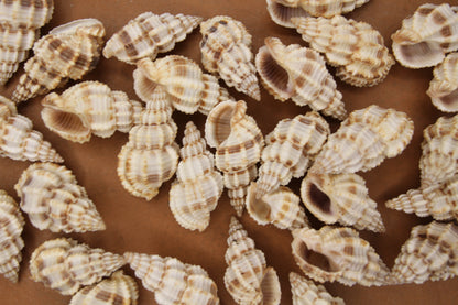 PHOS SENTICOSUS Craft Seashells, Beach Art, Hair Accessory, Mosaics, Candle Embeds, All Occasion Gifts SS-139