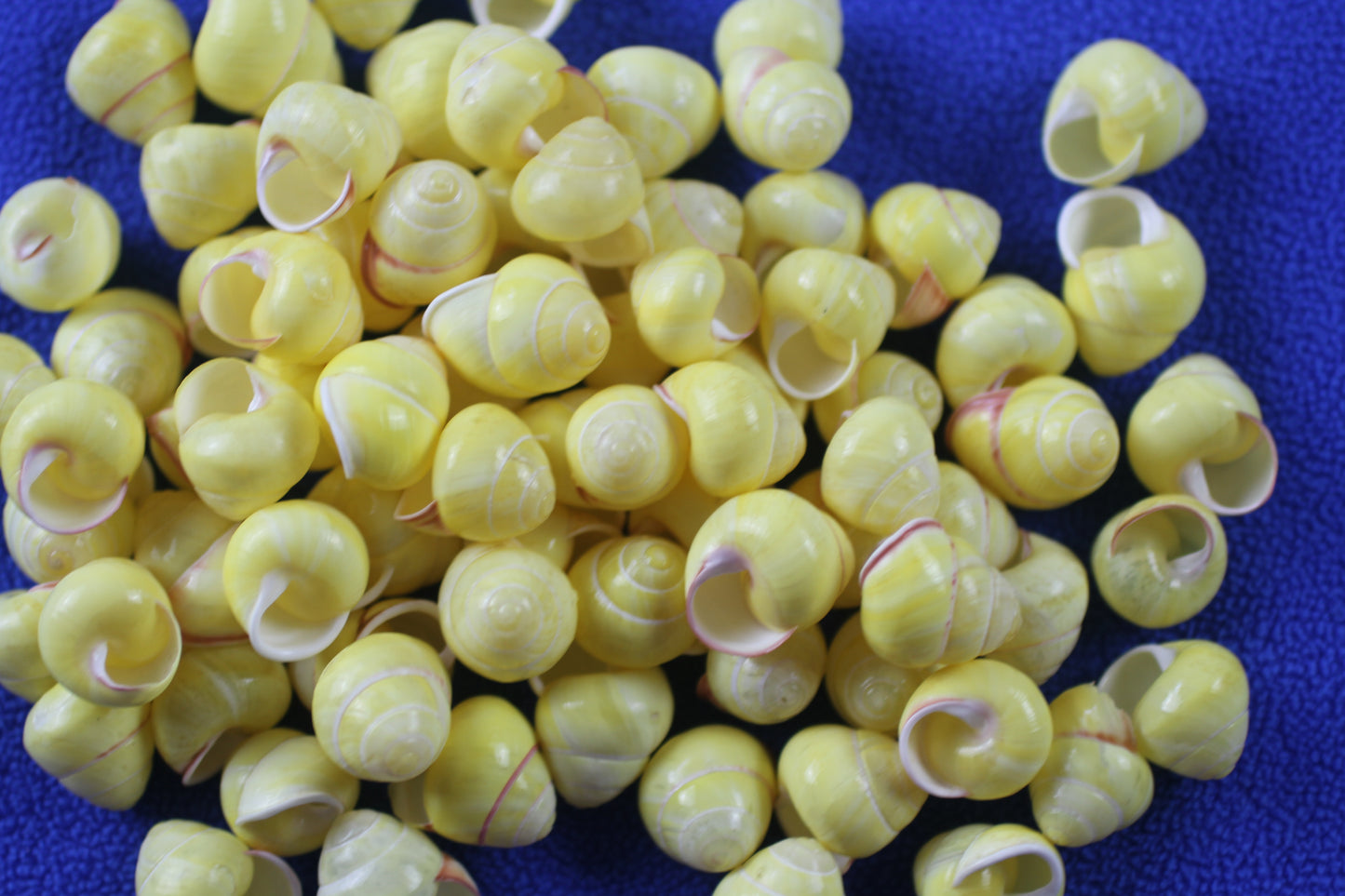 LAND SNAILS, Natural Yellow Color, Shell Crafts, Mosaics, Candle Embeds, Sewing Embellishments SS-70