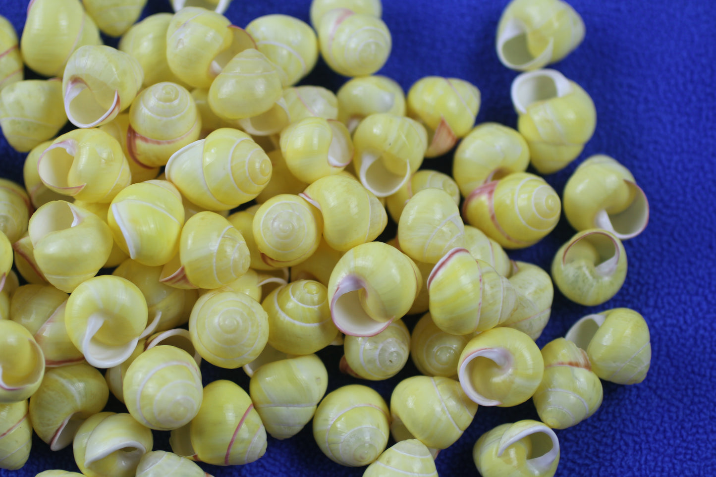 LAND SNAILS, Natural Yellow Color, Shell Crafts, Mosaics, Candle Embeds, Sewing Embellishments SS-70