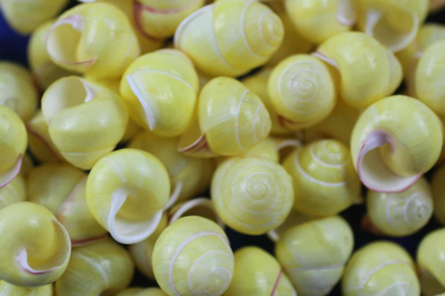 LAND SNAILS, Natural Yellow Color, Shell Crafts, Mosaics, Candle Embeds, Sewing Embellishments SS-70