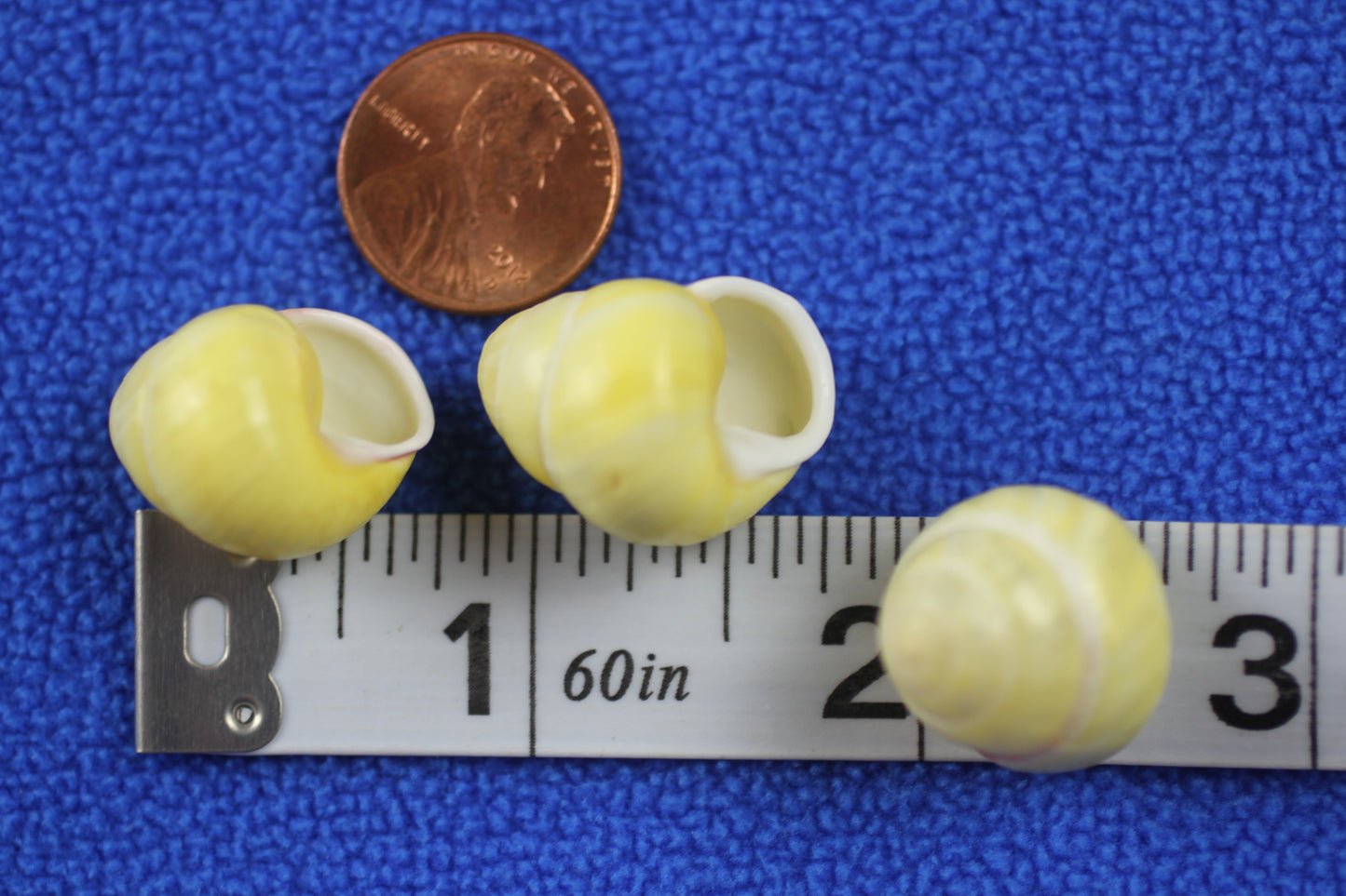 LAND SNAILS, Natural Yellow Color, Shell Crafts, Mosaics, Candle Embeds, Sewing Embellishments SS-70