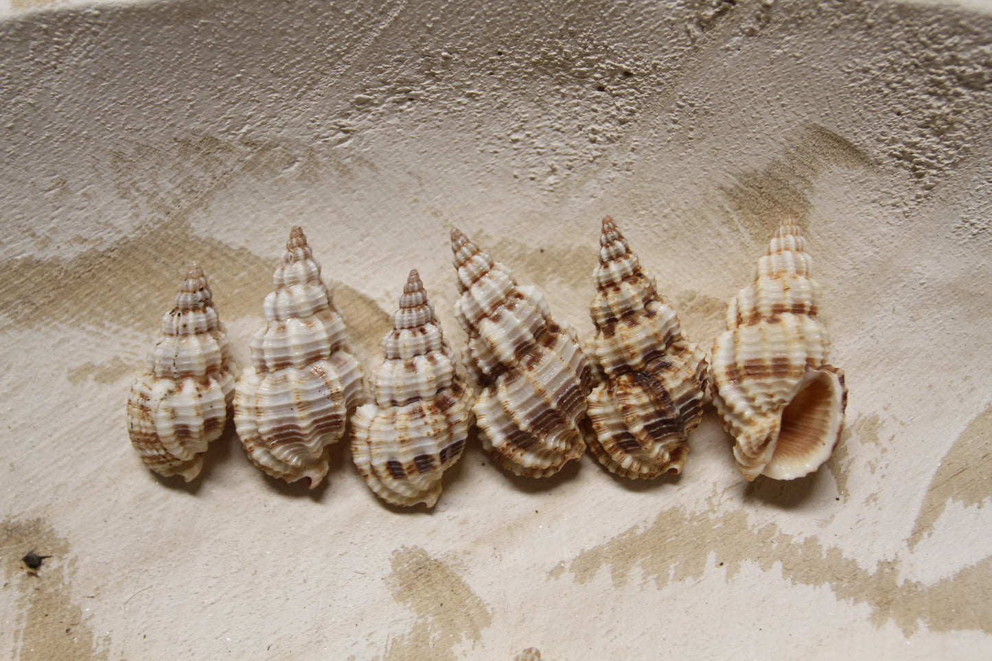 PHOS SENTICOSUS Craft Seashells, Beach Art, Hair Accessory, Mosaics, Candle Embeds, All Occasion Gifts SS-139