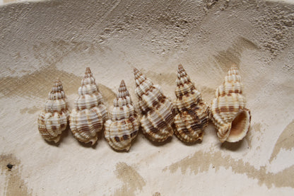 PHOS SENTICOSUS Craft Seashells, Beach Art, Hair Accessory, Mosaics, Candle Embeds, All Occasion Gifts SS-139