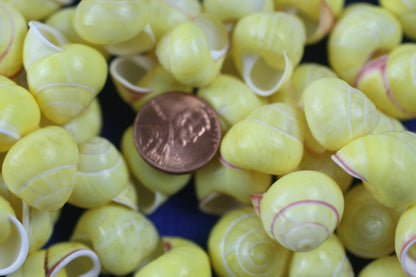LAND SNAILS, Natural Yellow Color, Shell Crafts, Mosaics, Candle Embeds, Sewing Embellishments SS-70