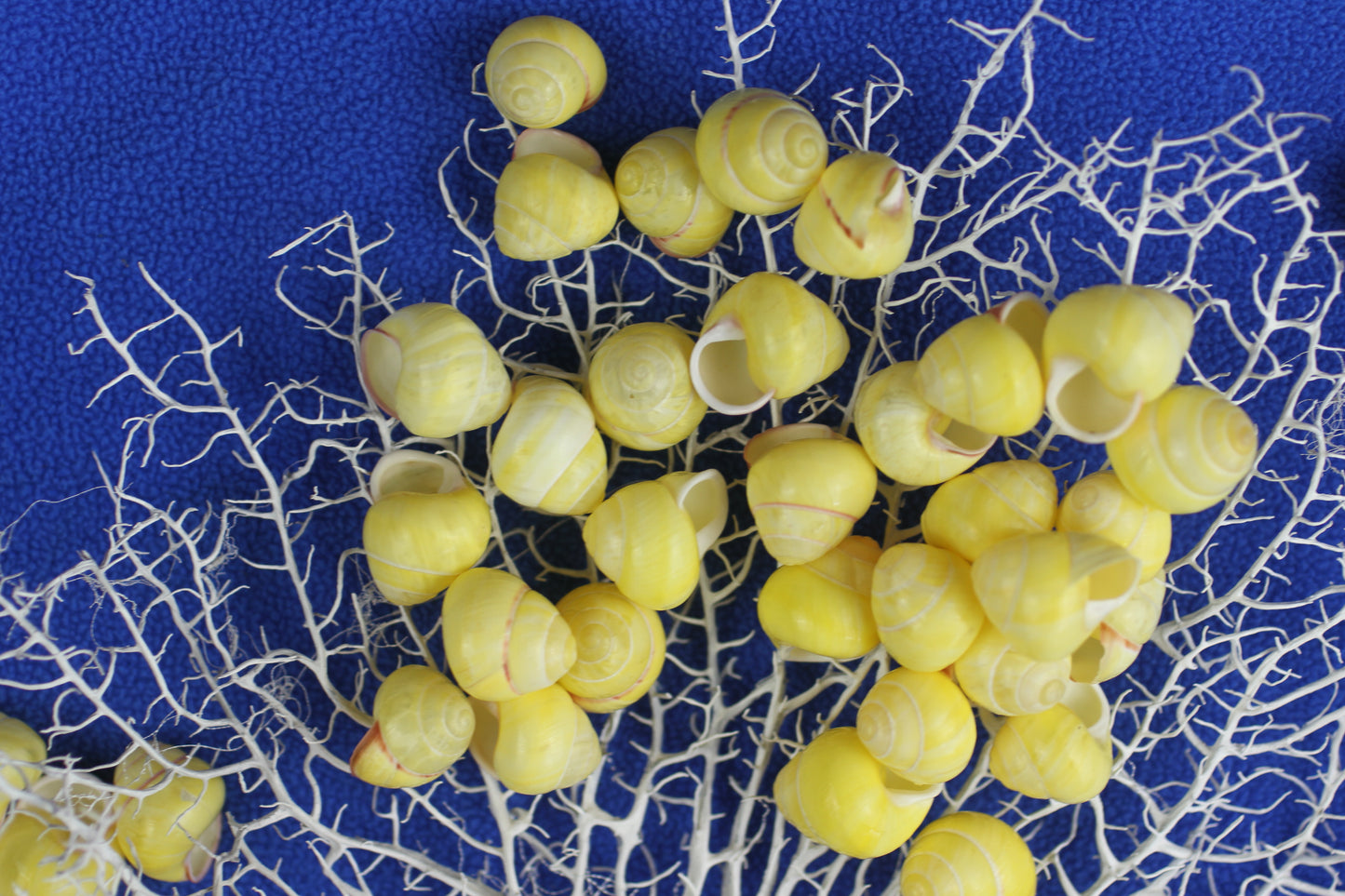 LAND SNAILS, Natural Yellow Color, Shell Crafts, Mosaics, Candle Embeds, Sewing Embellishments SS-70