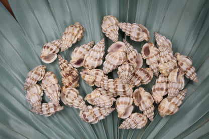 PHOS SENTICOSUS Craft Seashells, Beach Art, Hair Accessory, Mosaics, Candle Embeds, All Occasion Gifts SS-139