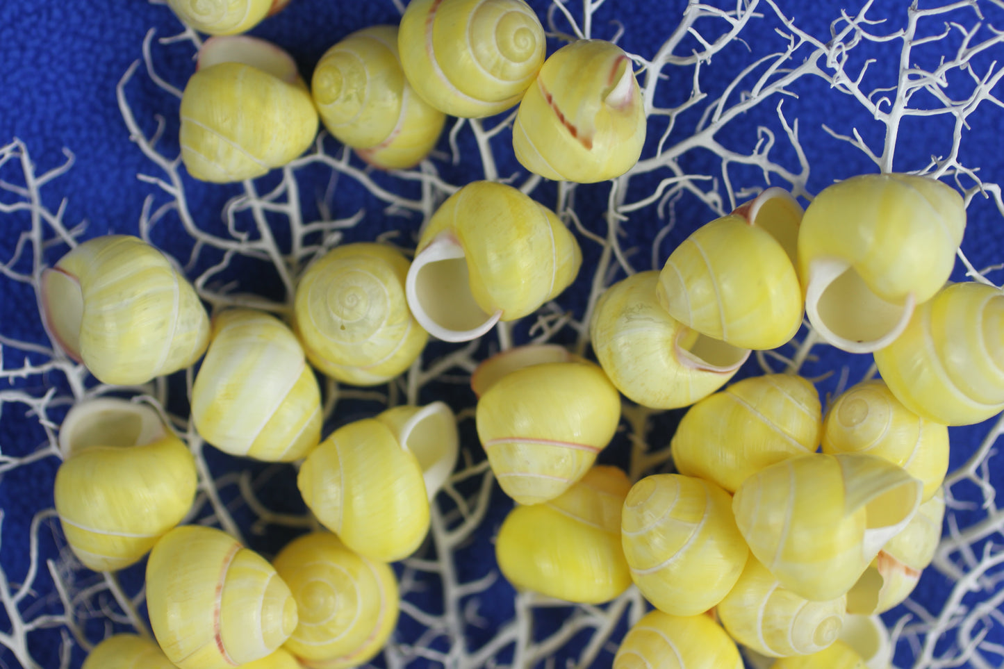 LAND SNAILS, Natural Yellow Color, Shell Crafts, Mosaics, Candle Embeds, Sewing Embellishments SS-70