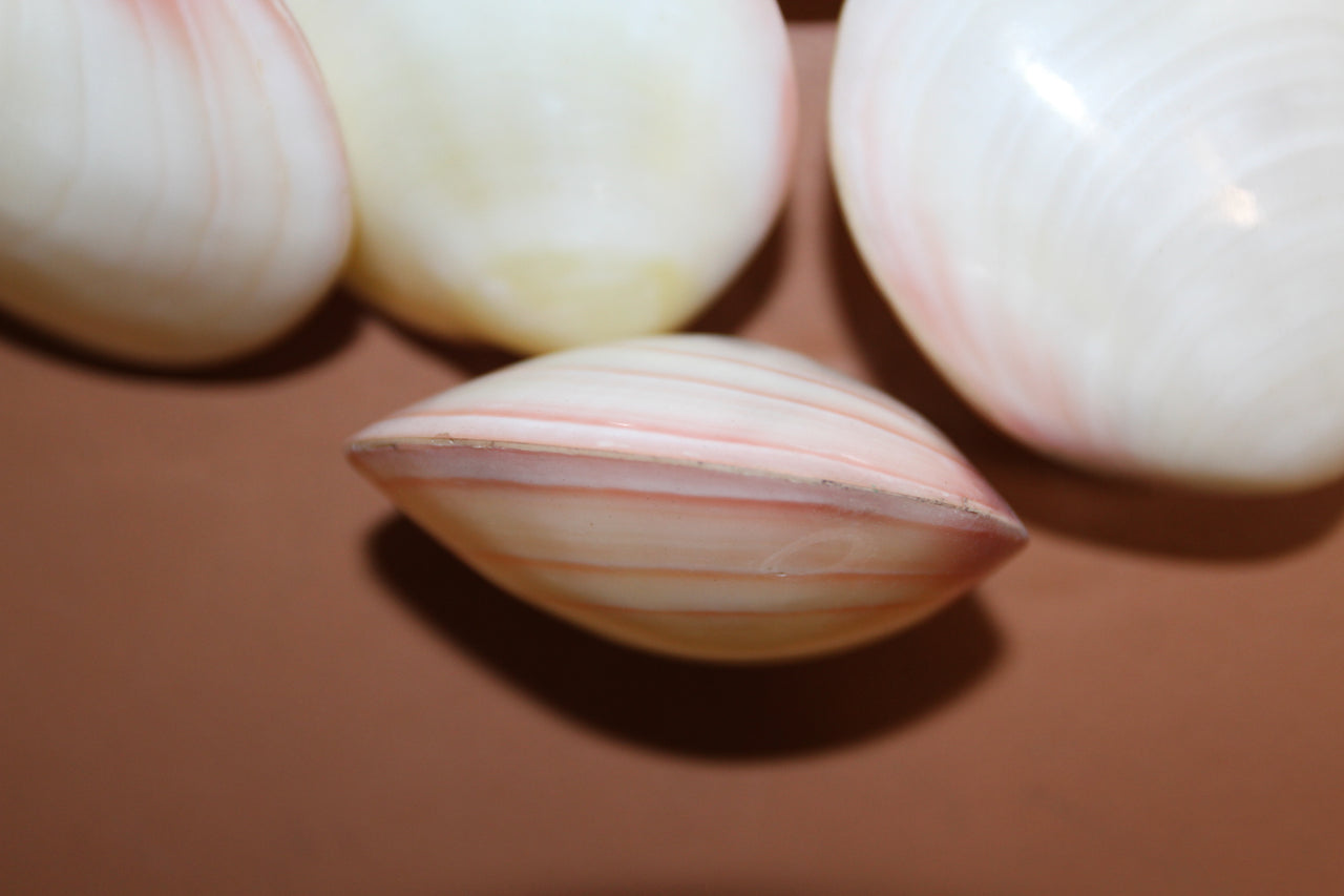 Codakia, Polished pair of  seashells. Add a touch of distinction to your upscale shell art project.Ships Free! SS-300