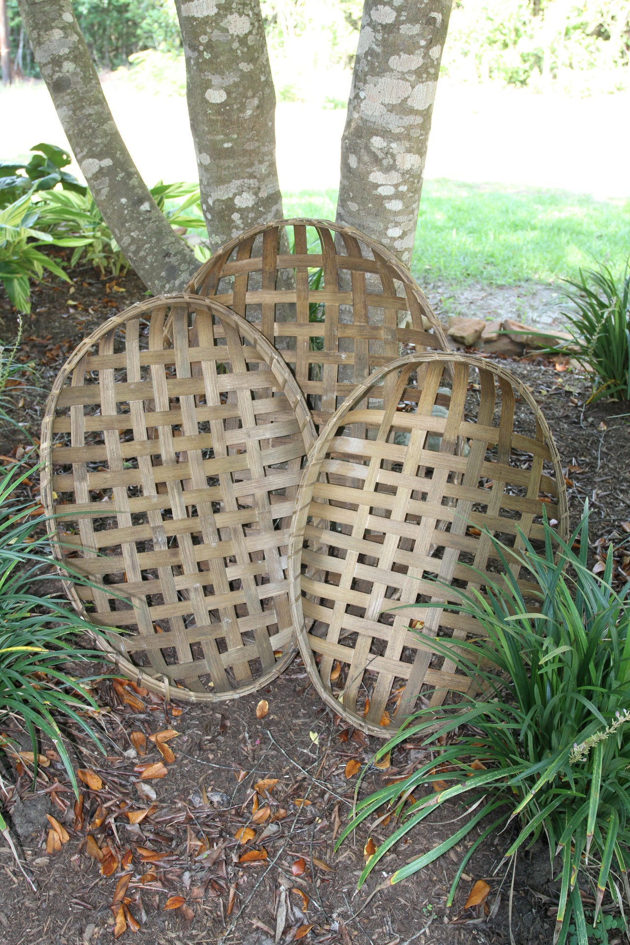 Gigantic Nested Tobacco Baskets - Set of 3, Uses include crafting projects, wall hangings, Christmas gifts, Wreath making and so much more!  SP-OMR