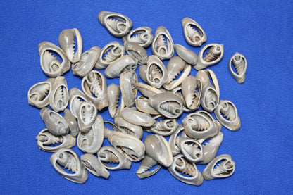 GREY MARGINELLA, Sliced Shells, All Occasion Gifts, Floral Supply, Mirror Embellishments, Mosaics  CS-20