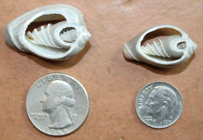 GREY MARGINELLA, Sliced Shells, All Occasion Gifts, Floral Supply, Mirror Embellishments, Mosaics  CS-20