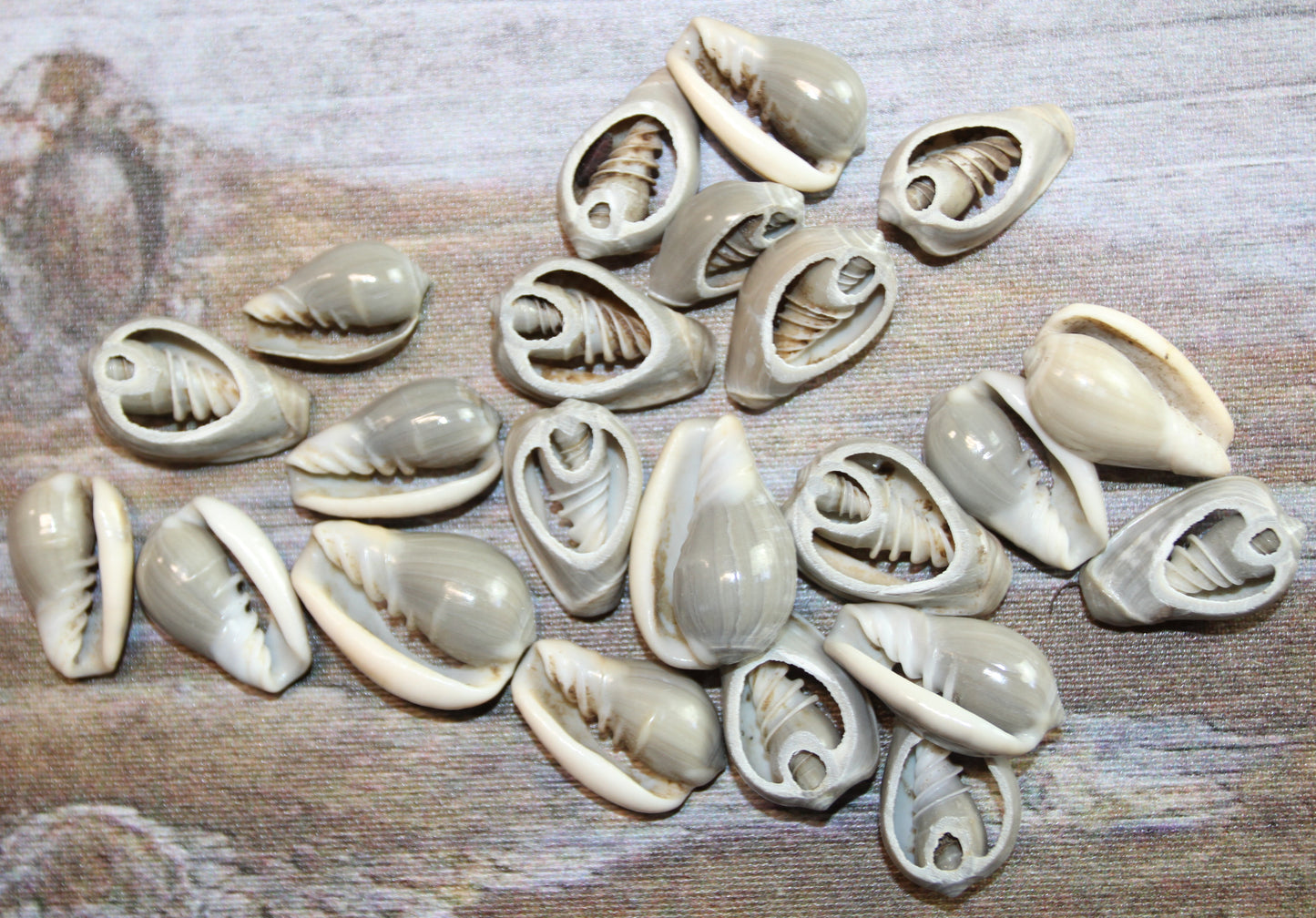 GREY MARGINELLA, Sliced Shells, All Occasion Gifts, Floral Supply, Mirror Embellishments, Mosaics  CS-20
