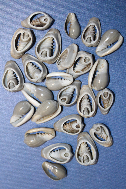 GREY MARGINELLA, Sliced Shells, All Occasion Gifts, Floral Supply, Mirror Embellishments, Mosaics  CS-20