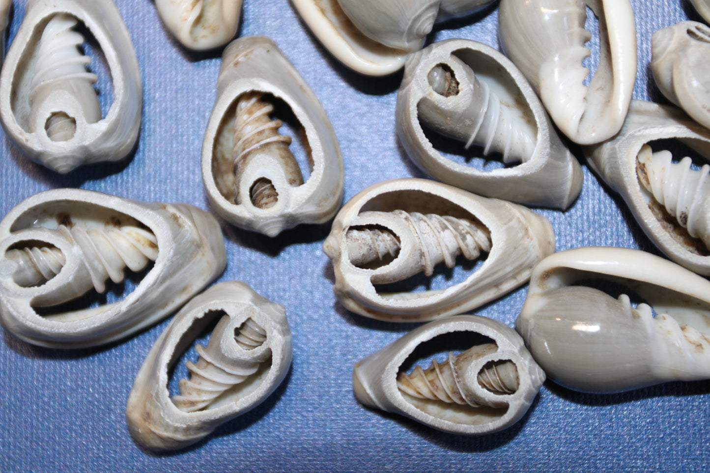 GREY MARGINELLA, Sliced Shells, All Occasion Gifts, Floral Supply, Mirror Embellishments, Mosaics  CS-20
