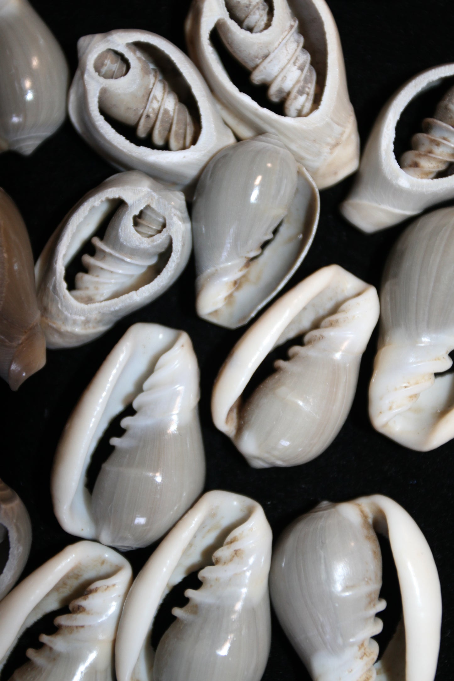 GREY MARGINELLA, Sliced Shells, All Occasion Gifts, Floral Supply, Mirror Embellishments, Mosaics  CS-20