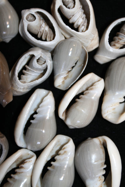 GREY MARGINELLA, Sliced Shells, All Occasion Gifts, Floral Supply, Mirror Embellishments, Mosaics  CS-20