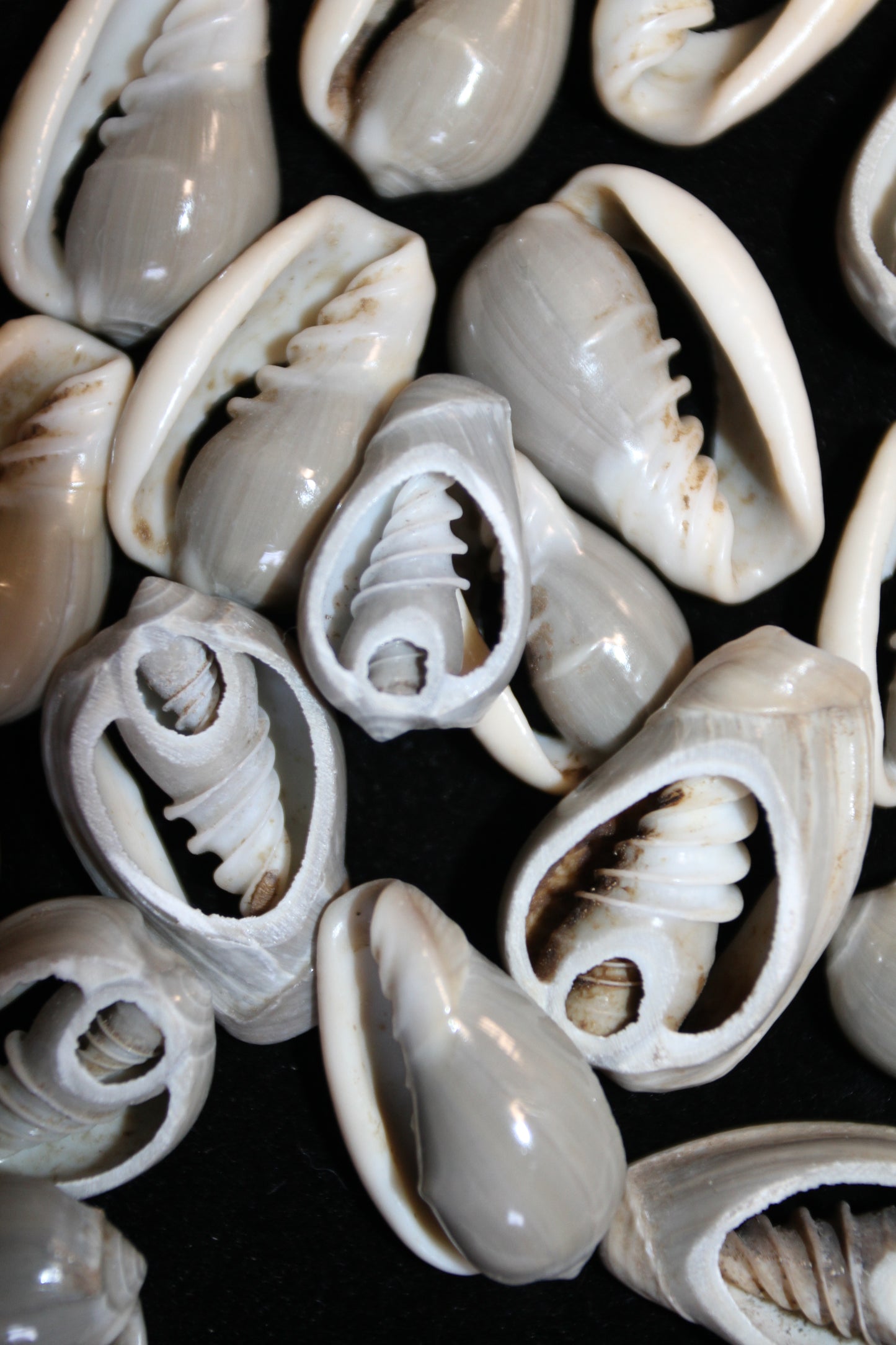 GREY MARGINELLA, Sliced Shells, All Occasion Gifts, Floral Supply, Mirror Embellishments, Mosaics  CS-20