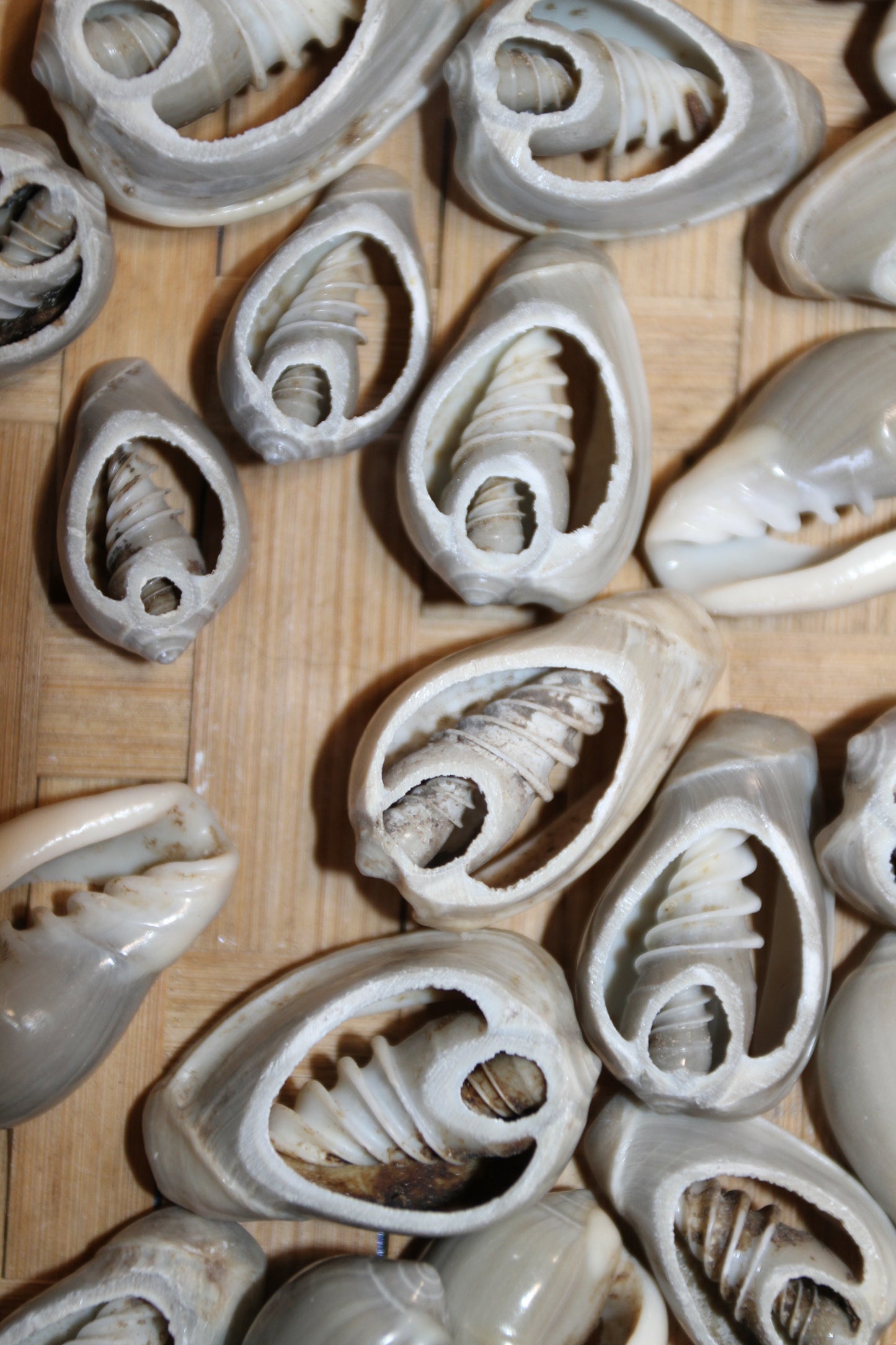 GREY MARGINELLA, Sliced Shells, All Occasion Gifts, Floral Supply, Mirror Embellishments, Mosaics  CS-20