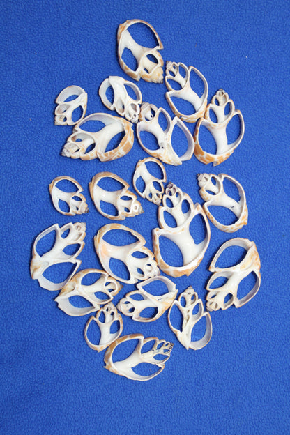 BABYLONIA SPIRATA Seashells,Center Sliced Seashells, Beact Art Supply,Beach Wedding Supply,Textured Seashell Art Supply, CS-96